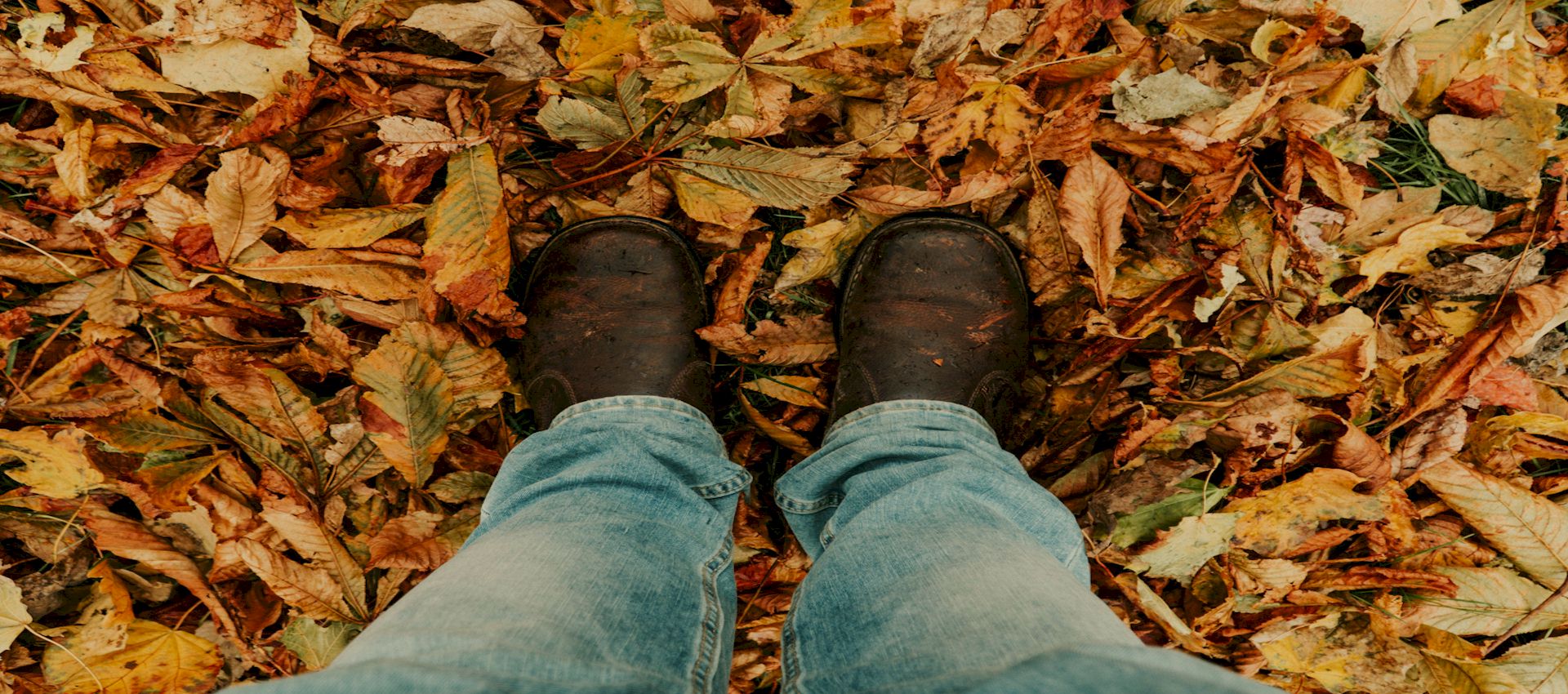 Autumn Leaves Clean Up